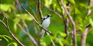 Image result for Dendroica pensylvanica