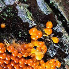 Attēlu rezultāti vaicājumam “Leocarpus sp.”