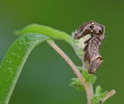 Attēlu rezultāti vaicājumam “Abrostola triplasia”