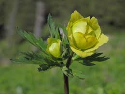 Attēlu rezultāti vaicājumam “Trollius europaeus bud”