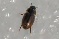 Attēlu rezultāti vaicājumam “Enochrus affinis”