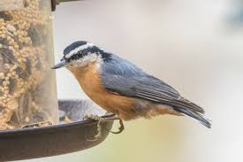 Image result for Sitta canadensis