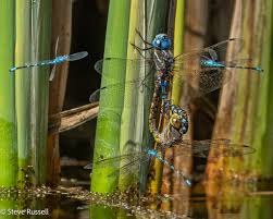 Attēlu rezultāti vaicājumam “Aeshna mixta male”