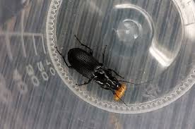 Attēlu rezultāti vaicājumam “Pterostichus melanarius”