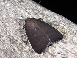 Attēlu rezultāti vaicājumam “Amphipyra livida”