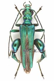 Attēlu rezultāti vaicājumam “Oedemera sp.”