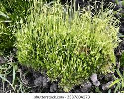 Attēlu rezultāti vaicājumam “Funaria hygrometrica”