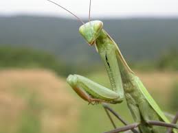 Attēlu rezultāti vaicājumam “Mantis religiosa”