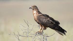 Attēlu rezultāti vaicājumam “Pernis apivorus”