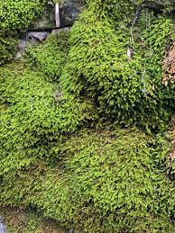 Attēlu rezultāti vaicājumam “Anomodon viticulosus”