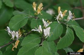 Attēlu rezultāti vaicājumam “Lonicera xylosteum”