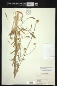 Attēlu rezultāti vaicājumam “Erysimum hieracifolium leaf”