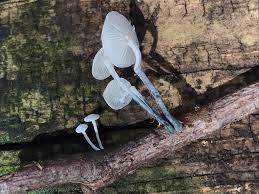 Attēlu rezultāti vaicājumam “Stemonitopsis hyperopta var. landewaldii”