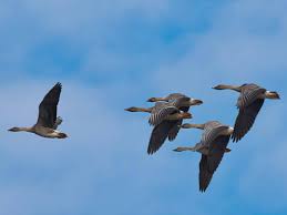 Image result for Anser fabalis