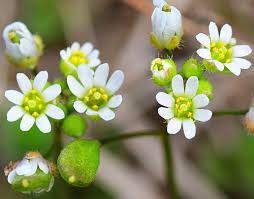 Attēlu rezultāti vaicājumam “Erophila verna flower”