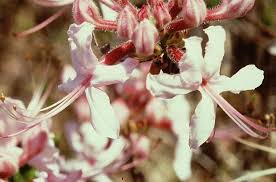 Attēlu rezultāti vaicājumam “Rhododendron periclymenoides flower”