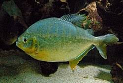 Image result for Prestatyn Piranhas