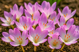 Attēlu rezultāti vaicājumam “Colchicum autumnale”