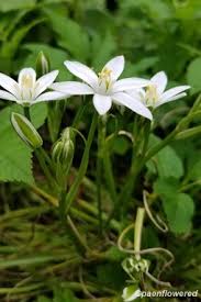 Attēlu rezultāti vaicājumam “Ornithogalum umbellatum flower”