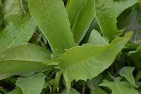 Attēlu rezultāti vaicājumam “Cirsium oleraceum leaf”
