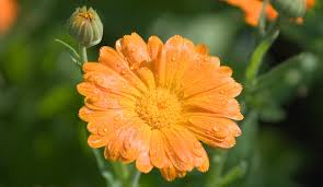 Attēlu rezultāti vaicājumam “Calendula officinalis flower”