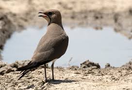 Image result for Glareola pratincola