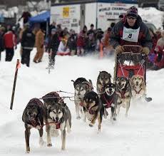 Image result for Team Ice Fire British Sled Dog Racing Team