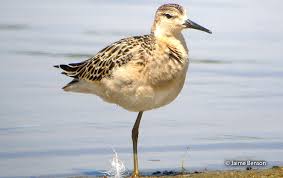 Attēlu rezultāti vaicājumam “Philomachus pugnax adult”