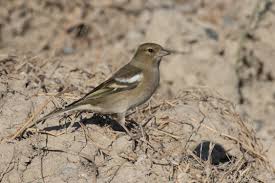Attēlu rezultāti vaicājumam “Fringilla coelebs female”