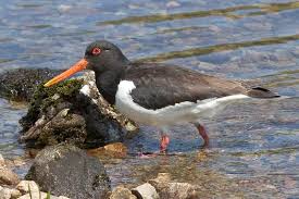Attēlu rezultāti vaicājumam “Haematopus ostralegus adult”