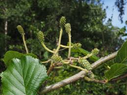 Attēlu rezultāti vaicājumam “Alnus glutinosa”