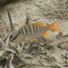 Image result for Lutjanus apodus