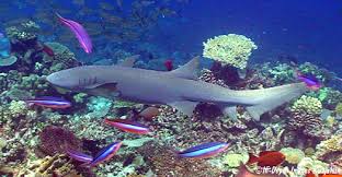 Image result for Nebrius ferrugineus