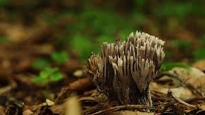 Attēlu rezultāti vaicājumam “Thelephora palmata”