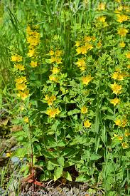 Attēlu rezultāti vaicājumam “Lysimachia punctata flower”