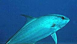 Image result for Seriola dumerili