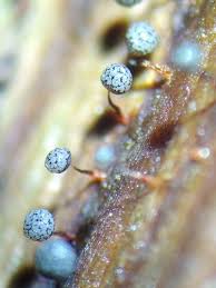 Attēlu rezultāti vaicājumam “Cribraria splendens macro”