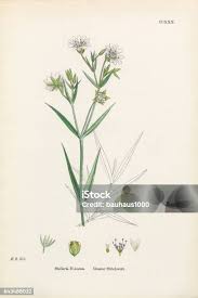 Attēlu rezultāti vaicājumam “Stellaria holostea leaf”