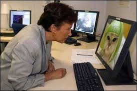 Image result for limecat