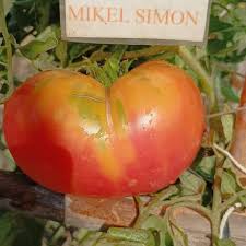 Afbeeldingsresultaat voor northern lights tomato