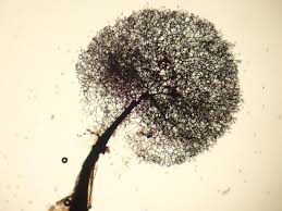 Attēlu rezultāti vaicājumam “Collaria arcyrionema spores”