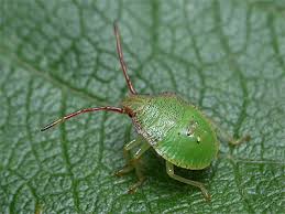 Attēlu rezultāti vaicājumam “Acanthosoma haemorrhoidale imago”