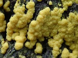 Attēlu rezultāti vaicājumam “Fuligo septica var. candida macro”