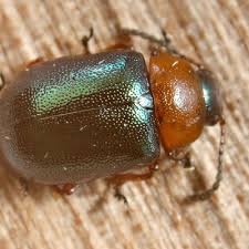 Attēlu rezultāti vaicājumam “Chrysolina staphylaea”