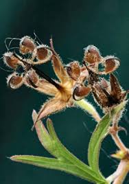 Attēlu rezultāti vaicājumam “Geranium dissectum fruit”