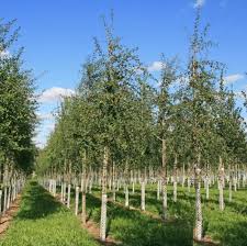 Attēlu rezultāti vaicājumam “Crataegus monogyna”
