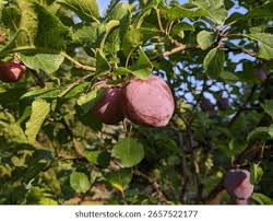 Attēlu rezultāti vaicājumam “Prunus domestica subsp. domestica fruit”