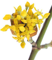 Attēlu rezultāti vaicājumam “Cornus mas flower”
