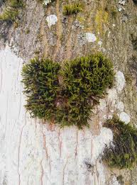 Attēlu rezultāti vaicājumam “Dicranella cerviculata”