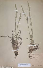 Attēlu rezultāti vaicājumam “Koeleria glauca”